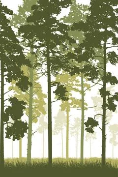 Coniferous forest with tall pine trunks and grass. Vertical silhouette of b.. Ilustração Stock