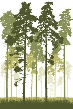 Coniferous forest with tall pine trunks and grass. Vertical silhouette of b.. Ilustração Stock
