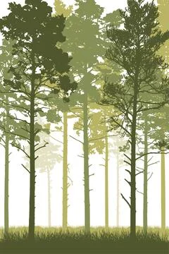 Coniferous forest with tall pine trunks and grass. Vertical silhouette of b.. Ilustração Stock