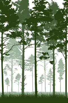 Coniferous forest with tall pine trunks and grass. Vertical silhouette of b.. Ilustração Stock