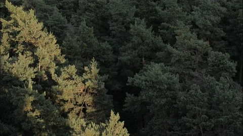 Coniferous forest time-lapse. View from above. Stock Footage
