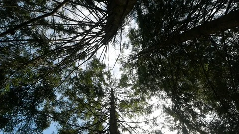 Coniferous forest. Tree Stock Footage 95111825