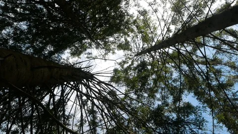 Coniferous forest. Tree Video stock 95111916