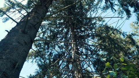 Coniferous forest. Tree Stock Footage 95410159