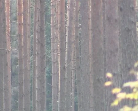 Coniferous forest trunk fragment. Sunlight penetrating branches. Stock Footage 8984942