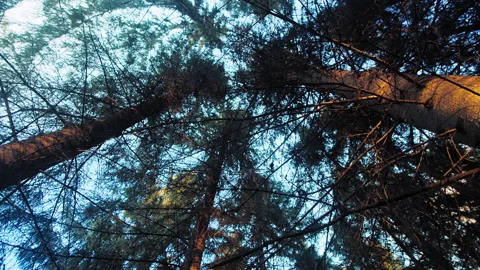 Coniferous forest under blue sky Stockbeeldmateriaal 168055023