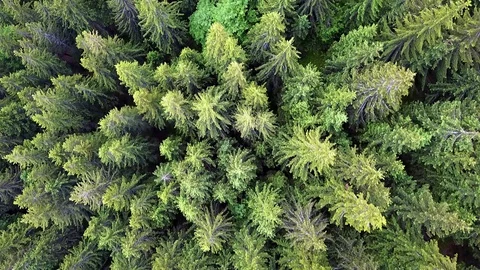 Coniferous forest view from above Stock Footage 111827984