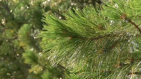 Coniferous forest in the wind, close-up Video stock 93266923