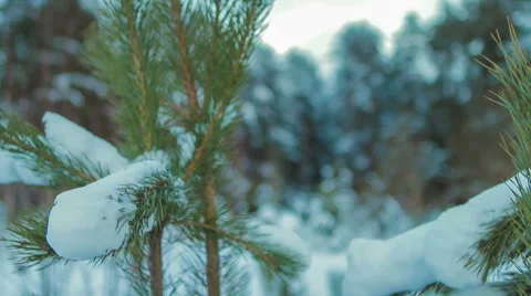 Coniferous forest in winter on a cloudy day Video stock 58332592