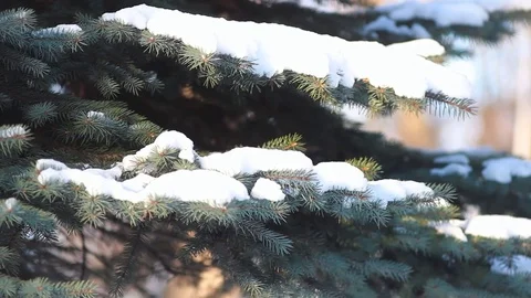 Coniferous forest in winter. Stock Footage 84256240