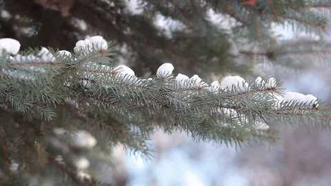 Coniferous forest in winter. Stock Footage 84256705