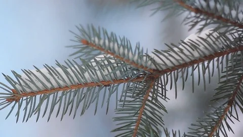 Coniferous forest in winter. Stock Footage 84257504