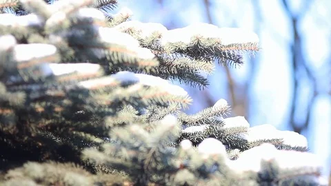 Coniferous forest in winter. Stock-Footage 84258232