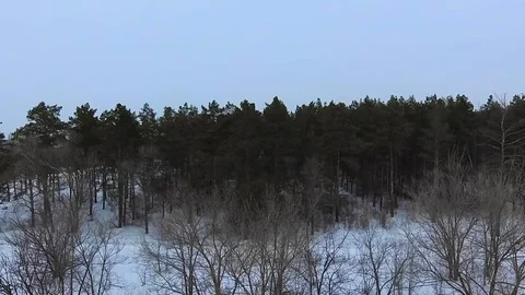 Coniferous forest in winter Stock Footage 85888315