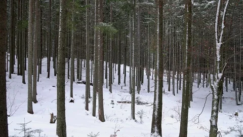 Coniferous forest in winter Video stock 98952256
