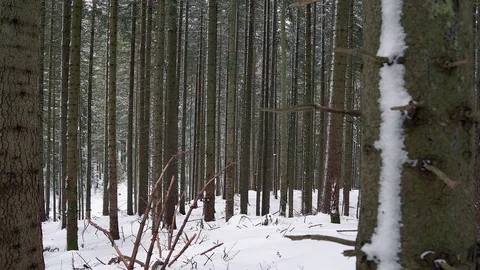 Coniferous forest in winter 库存影片 99314611