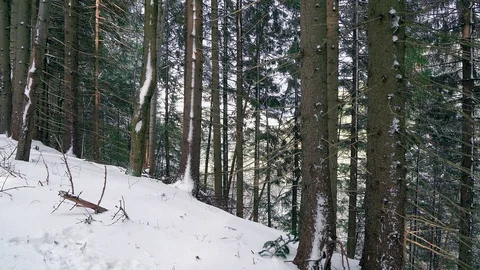 Coniferous forest in winter Stock-Footage 99511037