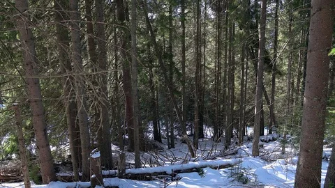 Coniferous forest in winter Stock-Footage 115549879