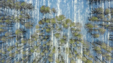 Coniferous forest in winter Stock Footage 151687807