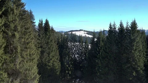 Coniferous forest in winter mountains Stock Footage 105814528