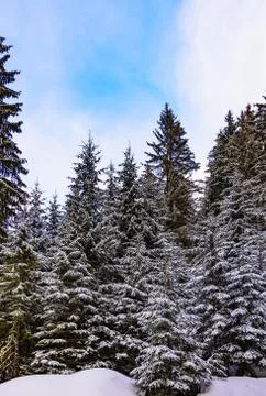 Coniferous forest in winter Stock Photos