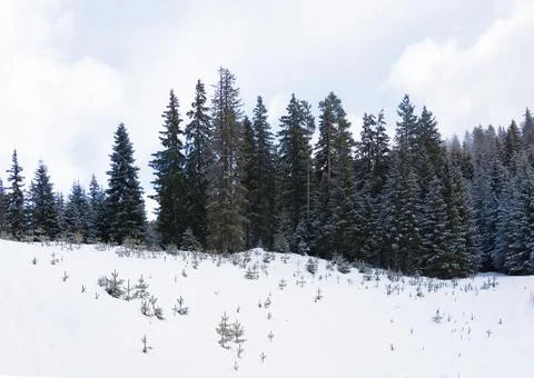 Coniferous forest in winter Stock Photos