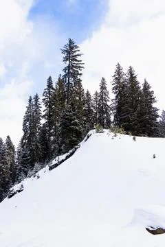 Coniferous forest in winter Fotos Stock