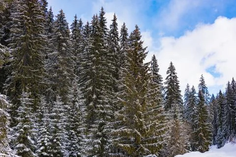 Coniferous forest in winter Фото