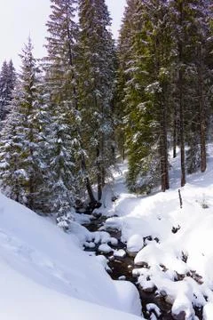Coniferous forest in winter Fotos de archivo