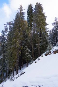 Coniferous forest in winter Stockfoto's