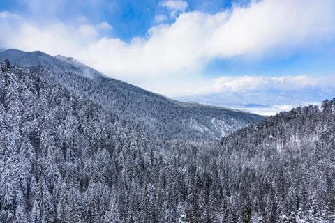 Coniferous forest in winter Photos