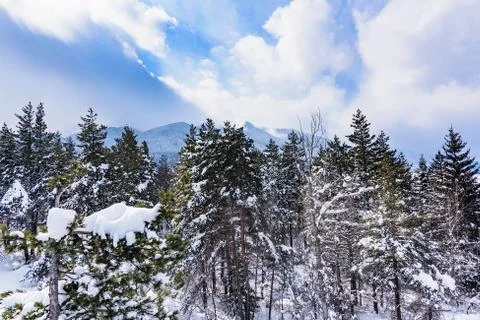 Coniferous forest in winter Stock-Fotos