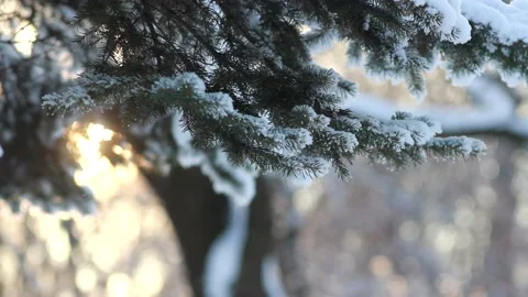 Coniferous forest in winter at sunset. Stock Footage 231965985