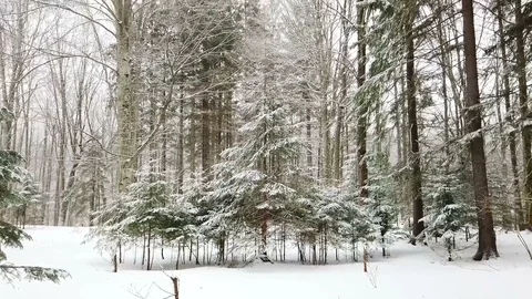 Coniferous forest in winter time , tilt shot Stock-Footage 102829756