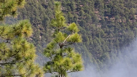 Coniferous forests in Tenerife Mount Teide National park Stock Footage 133230637