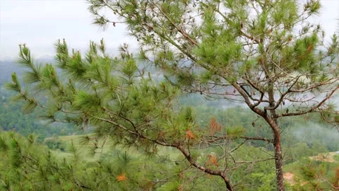 Coniferous in front of hills with dense green forest. Beauty in nature Stock Footage 208453026