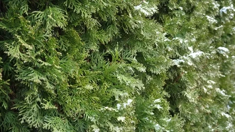 Coniferous green background. Evergreen spruce. winter forest nature Stock Footage 260976133