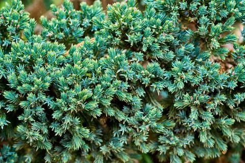 Coniferous green background Stock Photos