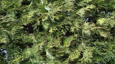 Coniferous green background.nature of winter forest.vertical video Stock Footage 260976212