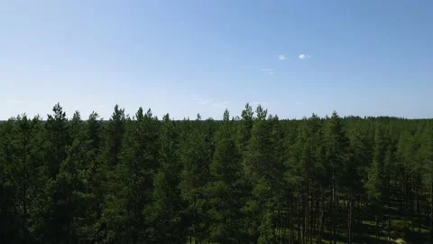 Coniferous green forest flight from trunks to treetops. Summer Eco landscape Stock Footage 159605266