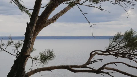 Coniferous green tree branches form a natural frame framed by small waves on Stock Footage 128801439