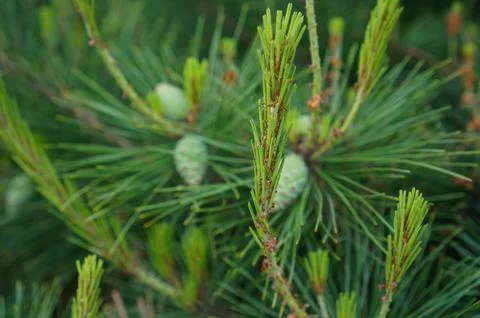 Coniferous Harmony Foto stock
