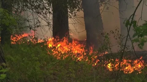 Coniferous litter is burning in the forest. The wind blows bright red flames Stock Footage 279166282
