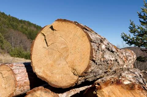 Coniferous material in a stack and beautiful blue sky Stock Photos