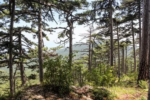 Coniferous mountain forest. Stock Photos