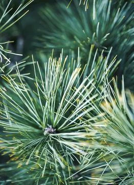 Coniferous needles and pine branches close-up as a texture. green photo. macr Stock Photos