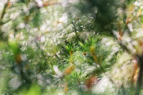 Coniferous needles on a blurred background Stock Photos