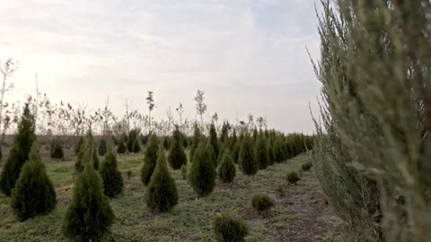 Coniferous nursery Stock Footage 171559510