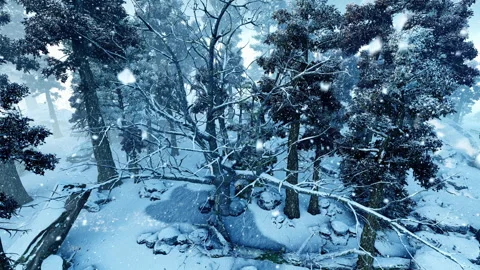 Coniferous park forest. Panorama of a coniferous forest in winter. Stock Footage 321961798