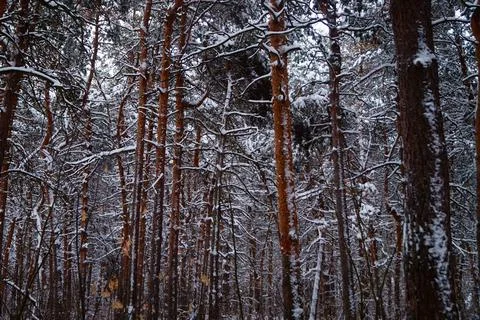 Coniferous park Stock Photos
